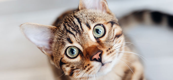 Viruserkrankungen bei der Katze - ganzheitliche Therapie mit biologischen Tierarzneimitteln