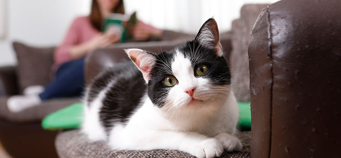 Die geriatrische Katze - nur alt oder schon krank? Möglichkeiten der Therapie mittels biologischer Medizin