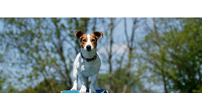 Akute Lahmheit und Arthropathien beim Hund - Diagnose und multimodale Therapie
